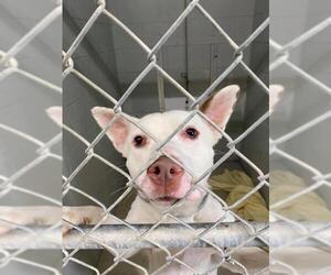 American Pit Bull Terrier-Huskies  Mix Dogs for adoption in Camden, TN, USA