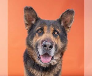 German Shepherd Dog Dogs for adoption in Pasadena, CA, USA
