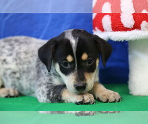Dachshund-Unknown Mix Dogs for adoption in Wakefield, RI, USA