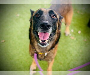 Mutt Dogs for adoption in Orlando, FL, USA