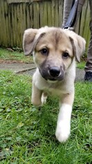 Alaskan Husky-Unknown Mix Dogs for adoption in Issaquah, WA, USA