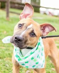 American Staffordshire Terrier-Unknown Mix Dogs for adoption in Clay, NY, USA