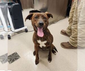 Redbone Coonhound-Unknown Mix Dogs for adoption in Baytown, TX, USA