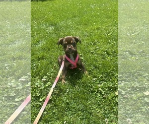 Labrador Retriever-Unknown Mix Dogs for adoption in SHERBURNE, NY, USA