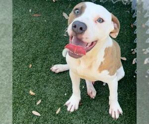 American Pit Bull Terrier-Unknown Mix Dogs for adoption in Texas City, TX, USA