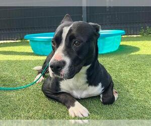 Mutt Dogs for adoption in Orange, CA, USA