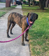 Labrador Retriever-Plott Hound Mix Dogs for adoption in Dallas, TX, USA