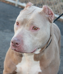 American Pit Bull Terrier Dogs for adoption in Clayton, NJ, USA