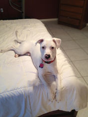 Bulldog Dogs for adoption in Lithia, FL, USA
