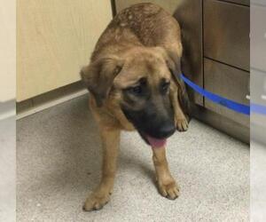 German Shepherd Dog Dogs for adoption in Riverside, CA, USA