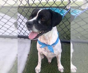 Beagle Dogs for adoption in Boca Raton, FL, USA