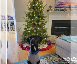 Labrador Retriever-Unknown Mix Dogs for adoption in Washington, DC, USA
