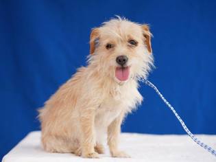 Cairn Terrier Dogs for adoption in Pasadena, CA, USA