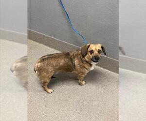 Dachshund-Unknown Mix Dogs for adoption in Las Vegas, NV, USA