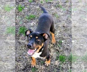 Rottweiler Dogs for adoption in Manchester, MO, USA