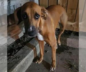 Mutt Dogs for adoption in San Antonio, TX, USA