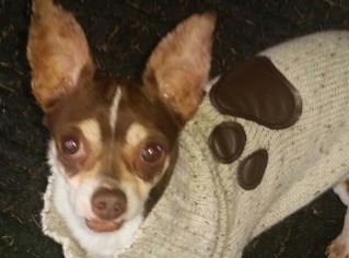 Chihuahua Dogs for adoption in Polson, MT, USA