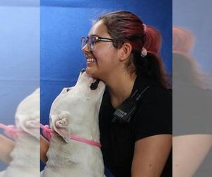 American Pit Bull Terrier Dogs for adoption in Burbank, CA, USA
