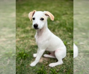 Mutt Dogs for adoption in Pensacola, FL, USA