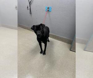 American Pit Bull Terrier-Unknown Mix Dogs for adoption in Las Vegas, NV, USA