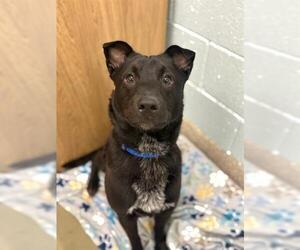 Australian Kelpie-Unknown Mix Dogs for adoption in Brighton, CO, USA