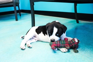 Medium Photo #1 Labrador Retriever-Unknown Mix Puppy For Sale in Guthrie, OK, USA