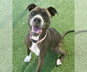 Bullboxer Pit Dogs for adoption in Camarillo, CA, USA