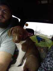 Vizsla Dogs for adoption in White River Junction, VT, USA