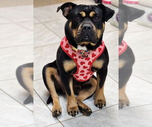 American Bulldog-American Staffordshire Terrier Mix Dogs for adoption in Walnutport, PA, USA