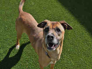 Boxer-Unknown Mix Dogs for adoption in Waynesville, NC, USA