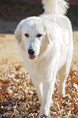Great Pyrenees Dogs for adoption in Pryor, OK, USA