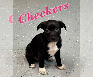 Lab-Pointer Dogs for adoption in Lakewood, CO, USA