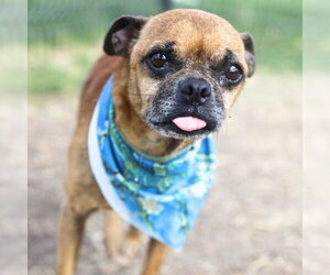 Chug Dogs for adoption in San Antonio, TX, USA