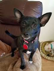 Chihuahua Dogs for adoption in Antioch, CA, USA