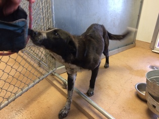 Border Collie-Unknown Mix Dogs for adoption in Chama, NM, USA