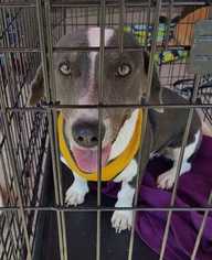 Basschshund Dogs for adoption in Aurora, CO, USA