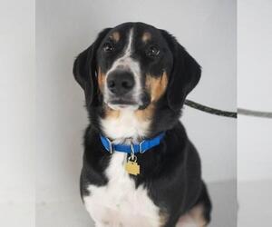 Small Greater Swiss Mountain Dog Mix
