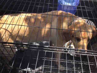 Medium Photo #1 Labrador Retriever-Rhodesian Ridgeback Mix Puppy For Sale in San Antonio, TX, USA