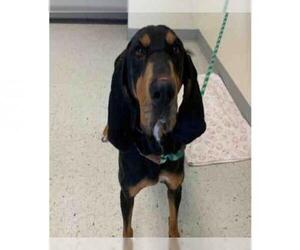 Black and Tan Coonhound Dogs for adoption in Salt Lake City, UT, USA