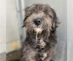 Mutt Dogs for adoption in Stockton, CA, USA