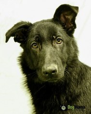German Shepherd Dog Dogs for adoption in Cokato, MN, USA
