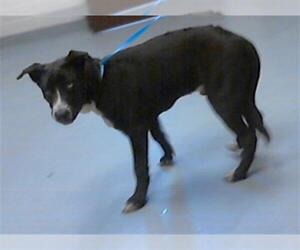Labrador Retriever-Unknown Mix Dogs for adoption in Fayetteville, NC, USA