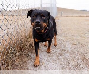 Rottweiler-Unknown Mix Dogs for adoption in Grasswood, Saskatchewan, Canada