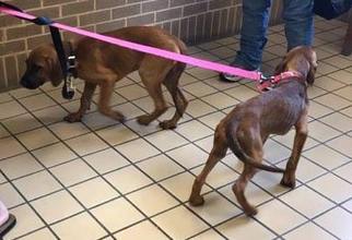 Coonhound Dogs for adoption in Rockaway, NJ, USA