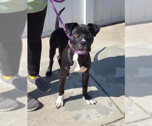 American Pit Bull Terrier-Unknown Mix Dogs for adoption in Louisville, KY, USA