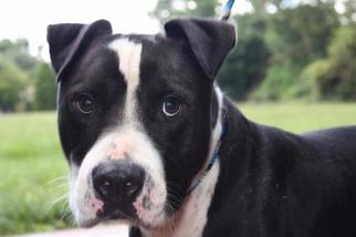 American Bulldog-Labrador Retriever Mix Dogs for adoption in Cleveland, TX, USA