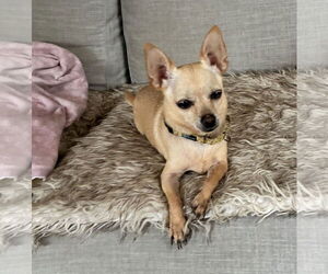 Chihuahua-Unknown Mix Dogs for adoption in Brooklyn Center, MN, USA