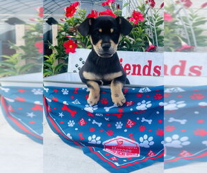 Chihuahua-Unknown Mix Dogs for adoption in Rocky Mount, NC, USA