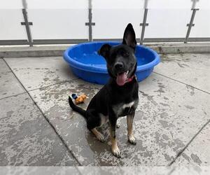 Mutt Dogs for adoption in Berkeley , CA, USA