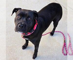 American Pit Bull Terrier-Unknown Mix Dogs for adoption in Sacramento, CA, USA